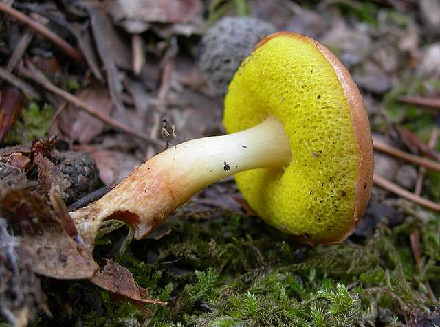 I  Funghi della collina pianeggiante